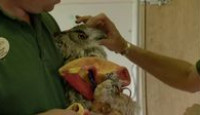 image Safari Park Adventure season 1 episode 9