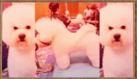 image Haute Dog season 1 episode 2