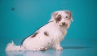 image Haute Dog season 1 episode 3