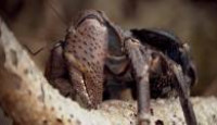 image 72 Dangerous Animals: Asia season 1 episode 2