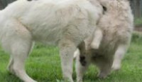 image Europe's New Wild season 1 episode 2