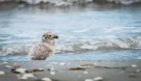 image Europe's New Wild season 1 episode 4