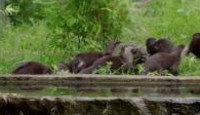 image The Secret Life of the Zoo season 5 episode 5