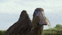image Prehistoric Planet (2022) season 1 episode 3