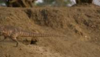 image Prehistoric Planet (2022) season 2 episode 1