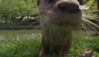 image Uptown Otters season 1 episode 1