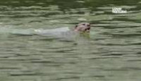 image Uptown Otters season 1 episode 4