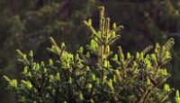 image Power Of Plants season 1 episode 2
