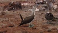 image Voyage of Darwin's Beagle: On the Future of Species season 1 episode 5