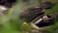 image Voyage of Darwin's Beagle: On the Future of Species season 1 episode 8