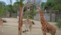 image Wild Heroes season 1 episode 4