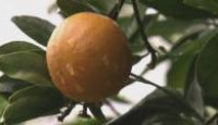 image The Great Australian Cookbook season 1 episode 2