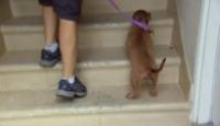 image Puppy Days season 1 episode 6