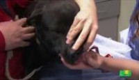 image Animal Cops: Houston season 10 episode 3