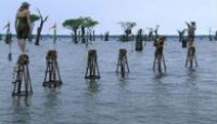 image Survivor season 6 episode 7