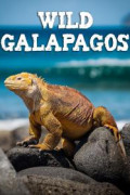 Wild Galapagos